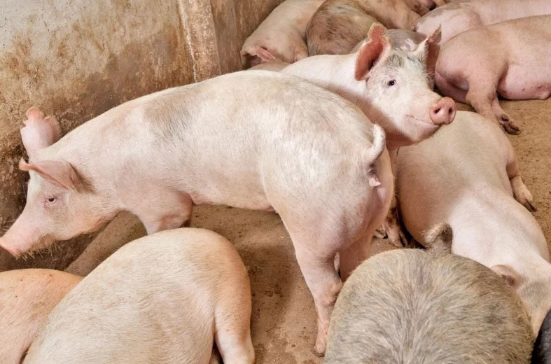 科学家宣布，他们在猪只死亡1小时之后，成功恢复它们体内血流和细胞功能。（示意图）