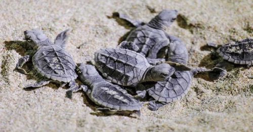 佛州海岸4年来高温 新生小海龟全雌性