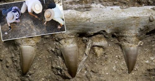 美出土8000萬年前 海中霸王滄龍化石