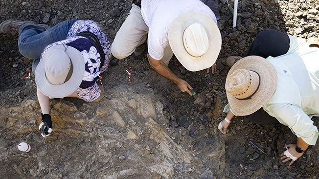 古生物团队在沧龙化石出土现场挖掘。