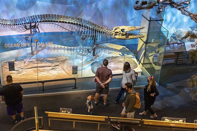 佩罗自然科学博物馆内展示沧龙品种之一泰龙的骨架。