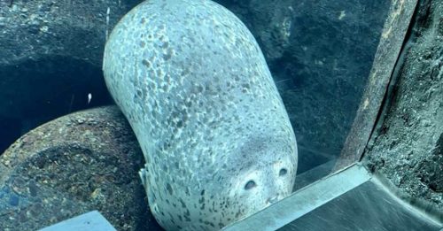 动物园海豹 伪装成石头 模样可爱