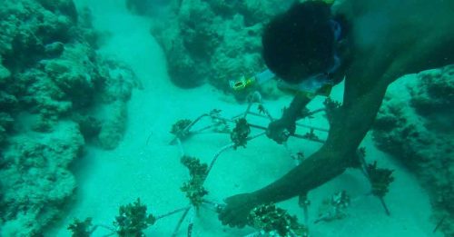 印尼设蜘蛛网架 复育珊瑚礁 可望3至4年见效
