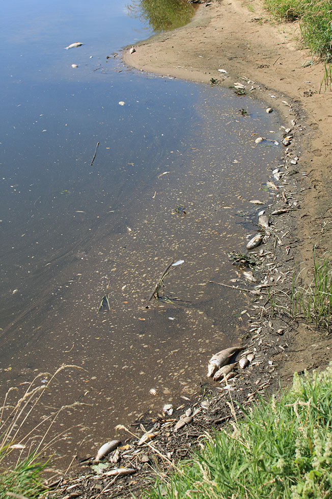 穿流于波兰的奥德河发现大量死鱼。（欧新社）