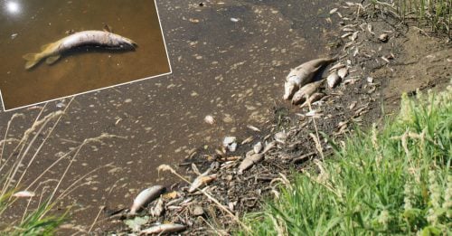 波兰与德国边界河流 现数公吨死鱼 或污染造成