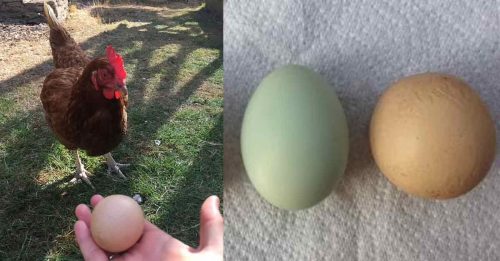 非常罕见！母鸡生下完美圆形鸡蛋！