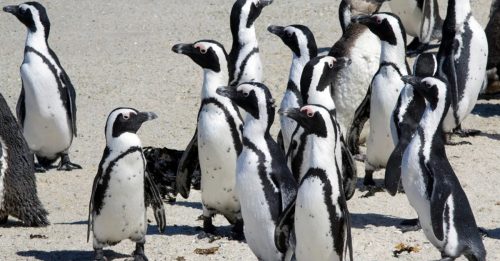 航运活动噪音影响 非洲企鹅濒临灭绝