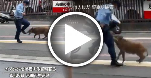野猪猛闯京都市区 警察围捕遭连环暴击