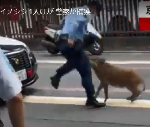野猪袭击警察。