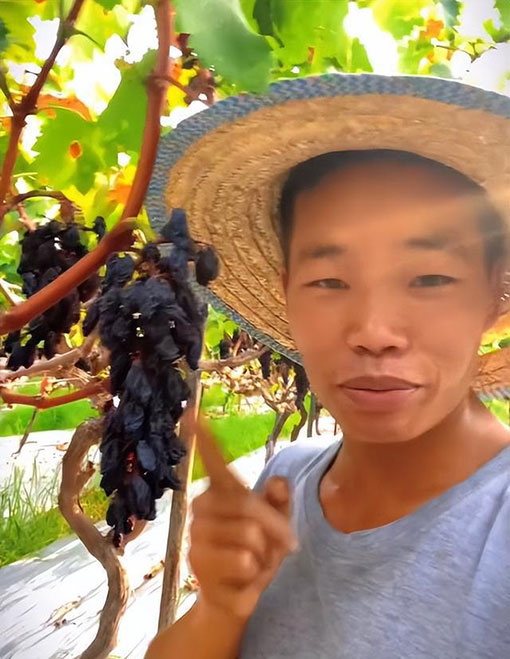 四川南充一男子近日在果园管理葡萄时吃“挂树葡萄干”的视频，引发关注。
