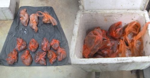 疑偷卖秧鸡肉 刺猬肉 野味餐馆业者 被捕