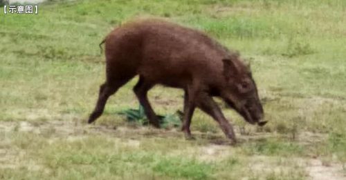 撞山猪受伤入院 野生动物局赔2000