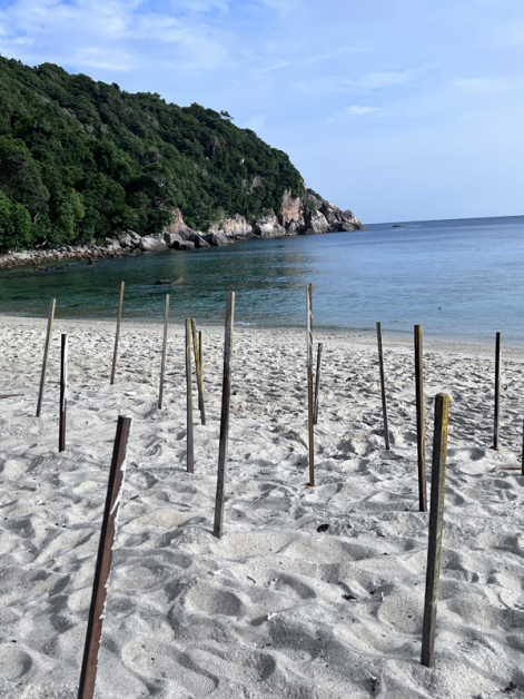 沙滩上插满一支支的棍子，每支棍子下面都有一窝海龟蛋，棍子上也会写明编号、产卵日期、数量以及海龟妈妈编号。