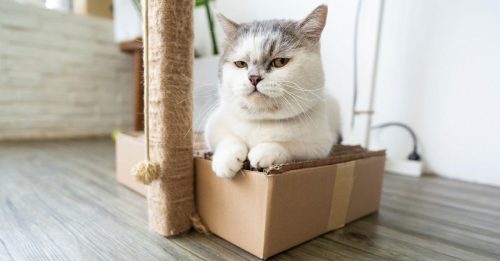 ◤宠物情缘◢猫咪超爱纸皮箱