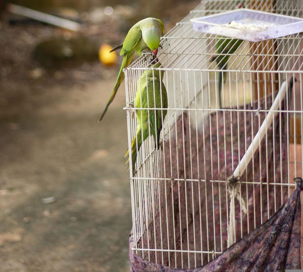 鸟的天性自由自在，长期将宠物鸟关在笼子里，本身就违背了鸟的天性。