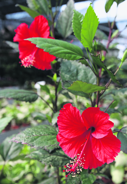 本地传统大红花，特征是五片薄薄红色花瓣，以及长长的花蕊。