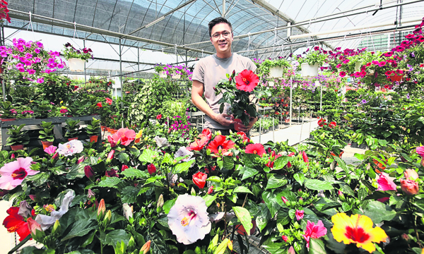 梁正伦说，进口大红花花色繁多，且花朵硕大，深受国人喜爱和收集。