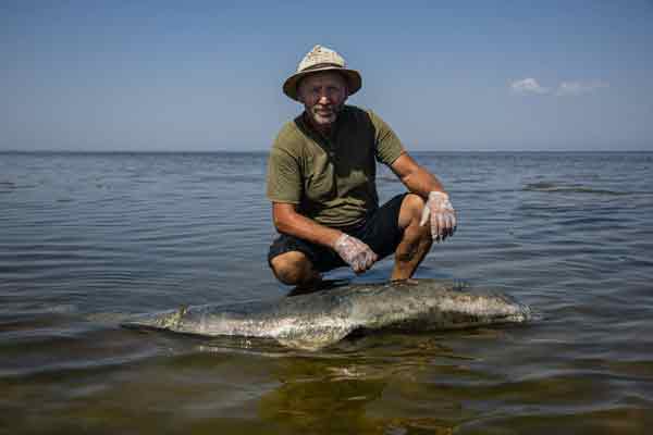 乌克兰科学家鲁瑟夫在图兹利河口国家自然公园，检视一只死海豚。（法新社）