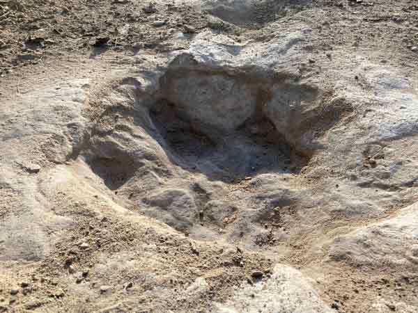 最近发现的足迹多半都属于高棘龙。（法新社）