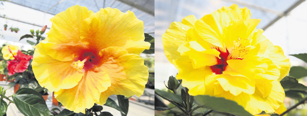单瓣黄色（左）和重瓣黄色品种（右），花色之美，各有千秋。