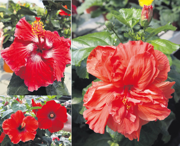 同样是大红花，有的花瓣外翻像风车（左）、有的浑圆饱满（左下）、有的重瓣如绣球（右）。