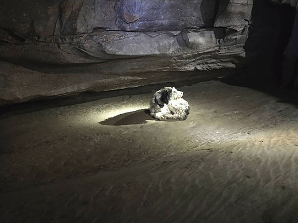 dog rescue 洞穴 狗 失踪