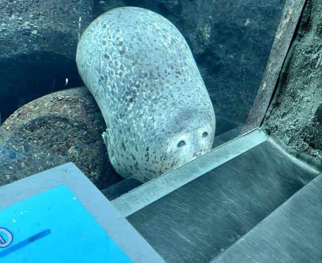 有日本网友前往旭山动物园参观时，意外看到一只模样爆笑的“扁豹”，伪装成石头。