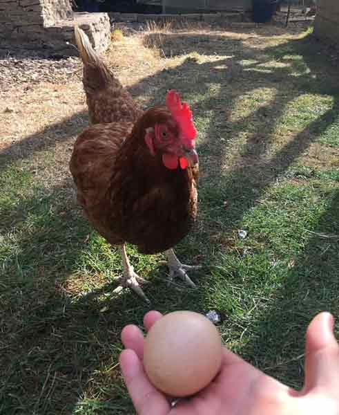 安娜贝尔的宠物鸡生下的圆形鸡蛋。