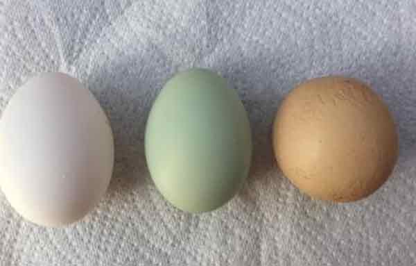 圆形鸡蛋和其他鸡蛋的对比。
