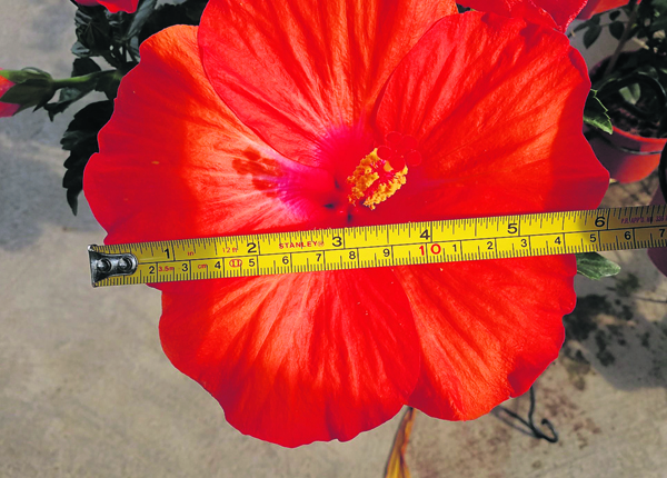 美国进口“夏威夷”大红花，花朵直径约有15公分。