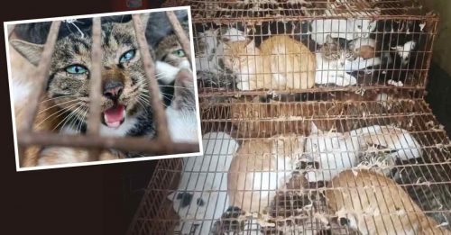 塞满11笼 准备送屠宰厂  警方救出近150只猫