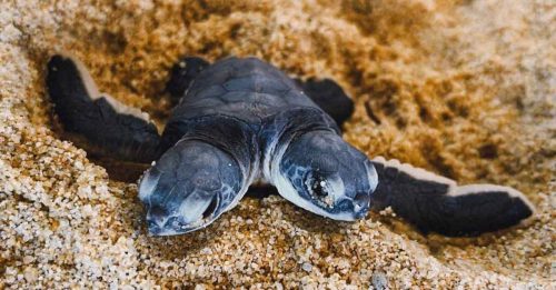 罕见双头龟出生 现身浪中岛