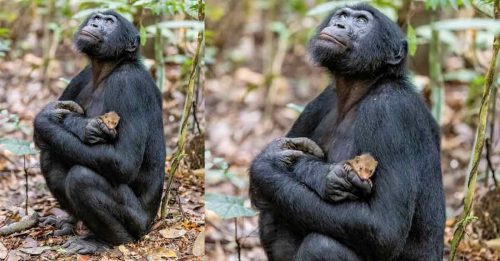 猩猩抱獴宝宝  温馨画面背后或有黑暗面