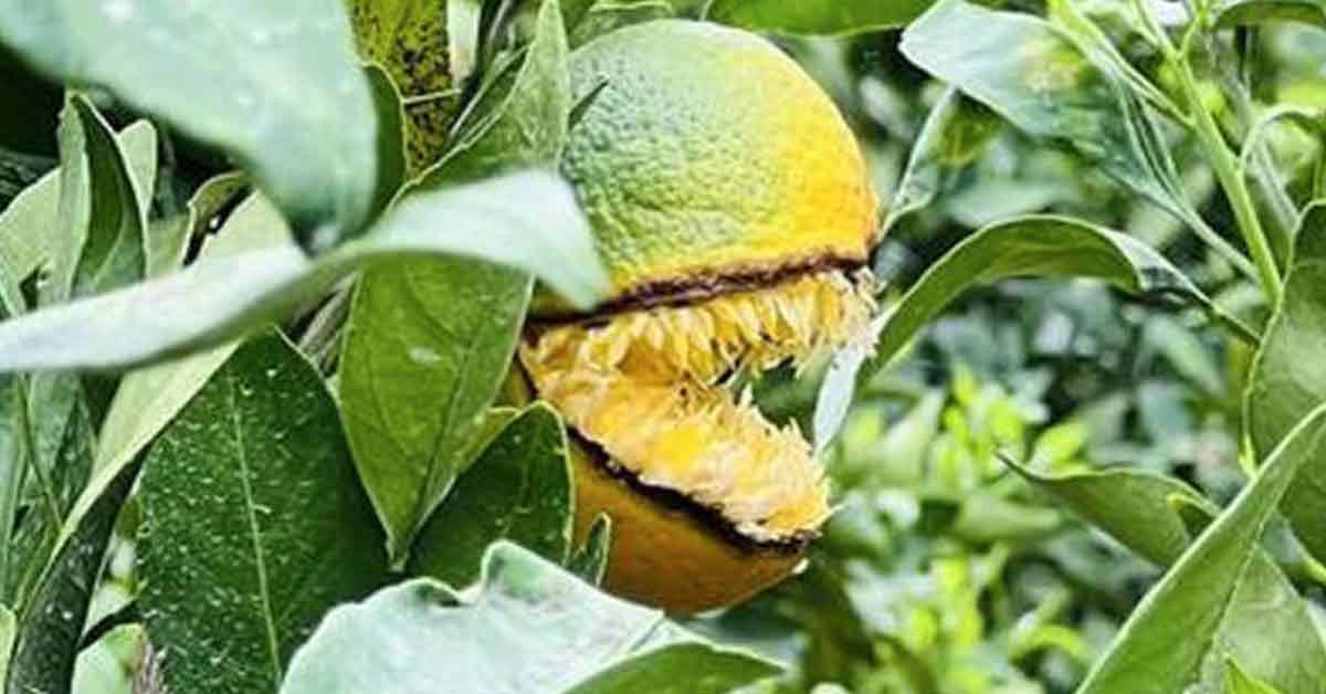 日本有果园采收时，意外发现1颗长相恐怖的橘子。
