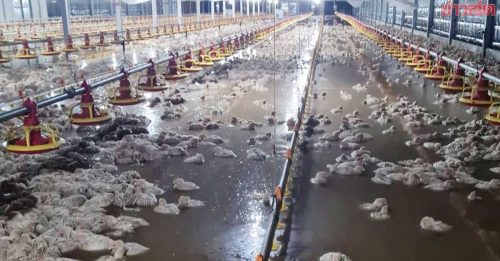 泰暴雨引发山洪 14万鸡只全淹死