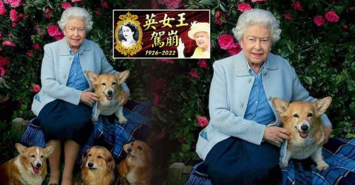 ◤英女王驾崩◢ 女王最后两只爱犬有新家 由安德鲁王子与前妻照顾