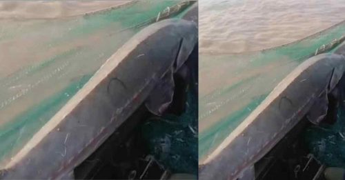 中華鱘長2公尺重逾50公斤 漁民意外捕獲後放生