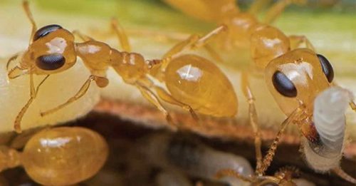 地球上蚂蚁有多少？研究：至少2万兆只