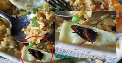 炒饭“附送”油腻蟑螂 网惊：这是虾吗？