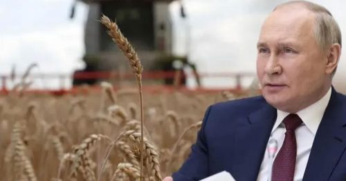 俄国小麦 大丰收 堆积如山 不出口