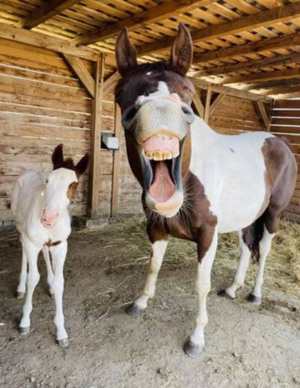 马匹冠军组的照片，纪录下母马与其3天大的孩子莫堤极具反差的表情包。