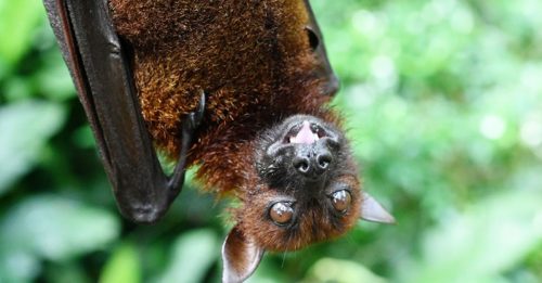 ◤全球大流行◢ 俄蝙蝠验出新冠状病毒 可绕过疫苗感染人体