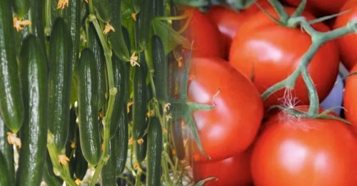 能源价格飙升 丹麦今冬停产番茄黄瓜