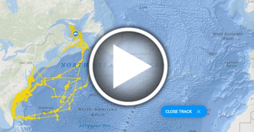 GPS追踪大白鲨444天 游移路线形成自画像