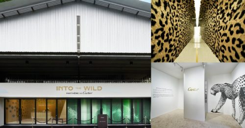 ◤风尚◢探索美洲豹的奥秘！