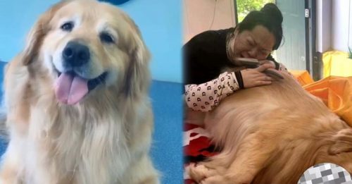 中国网剧疑虐狗    黄金猎犬满嘴泥惨死