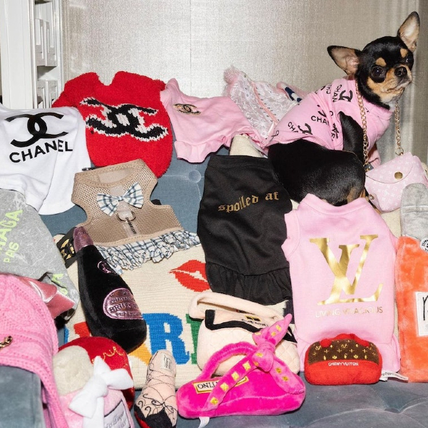 派瑞丝为爱犬买数之不尽的奢华名牌衫和配件。
