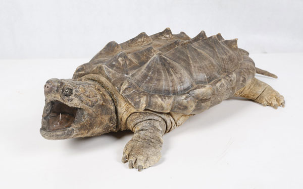看起来像一只披甲恐龙的大鳄龟是世界上最大水龟之一，野生可以活150年左右。