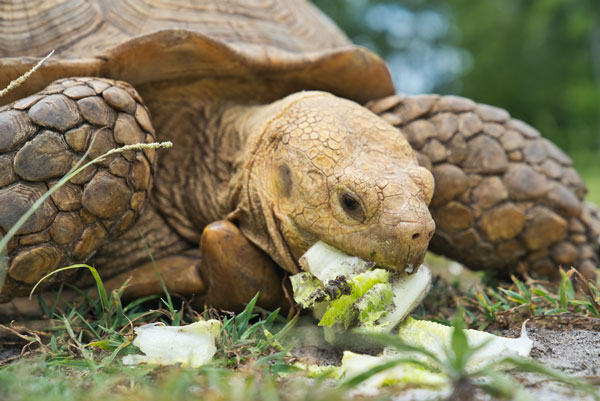 陆龟一般可使用叶菜、包菜、红萝卜等蔬菜喂食。