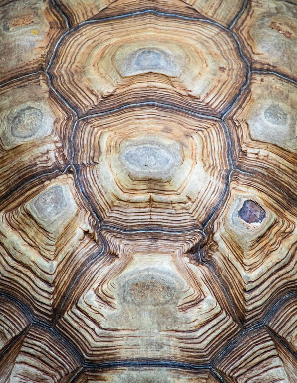 龟壳的布局，竟包含所有代表宇宙玄机密码，因此龟被喻为四灵之一。